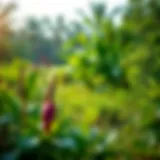 Lush greenery of Katura Reserve showcasing biodiversity