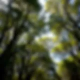 Lush canopy of Ghaf trees