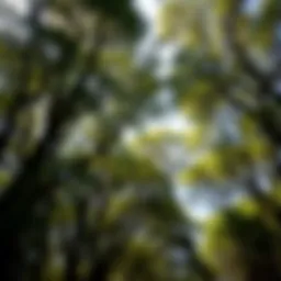Lush canopy of Ghaf trees