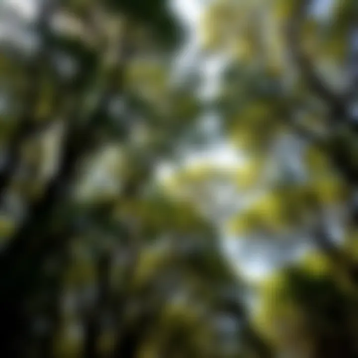 Lush Canopy of Ghaf Trees Lush canopy of Ghaf trees