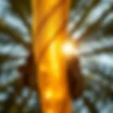 A close-up of palm tree sap glistening in the sunlight, showcasing its natural texture.